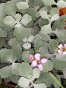 Kalanchoe pumila Silver Gray