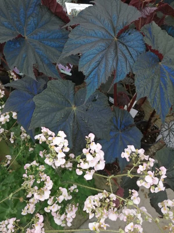Begonia Dark Side of the Moon, foto 3