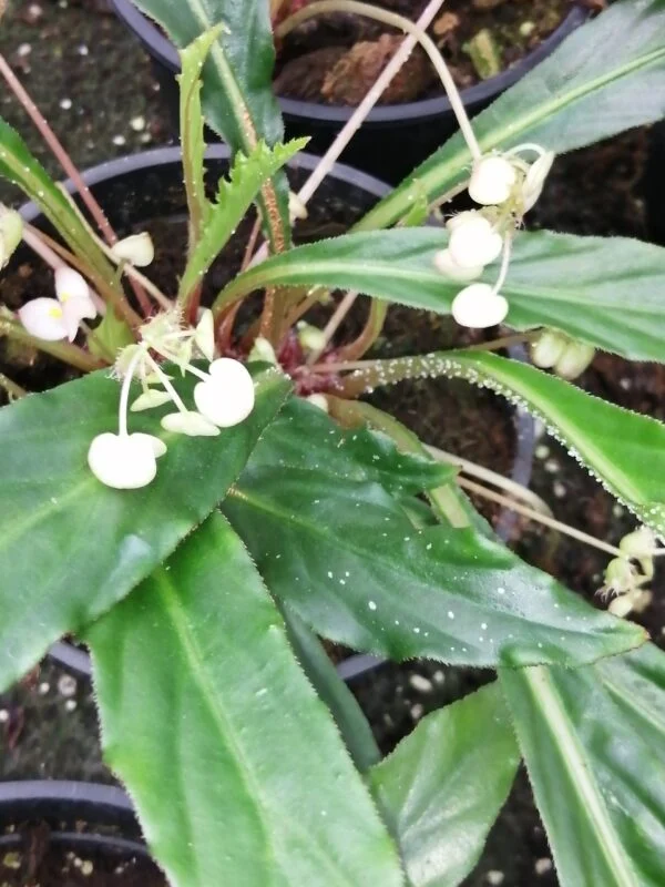 Begonia herbacea, pianta da interno
