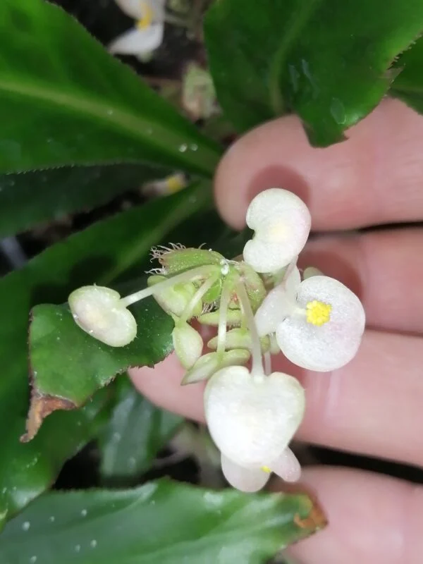 Begonia herbacea, foto 2