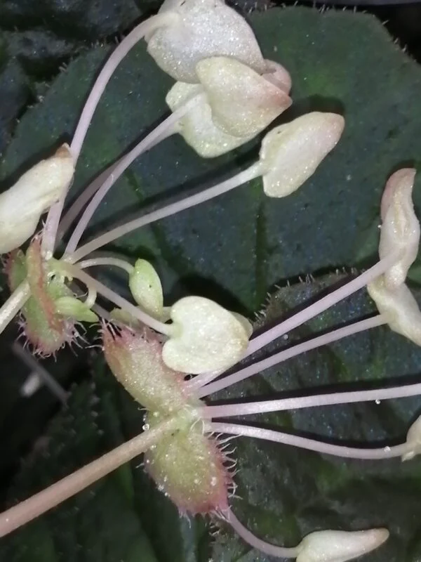 Begonia herbacea, foto 3