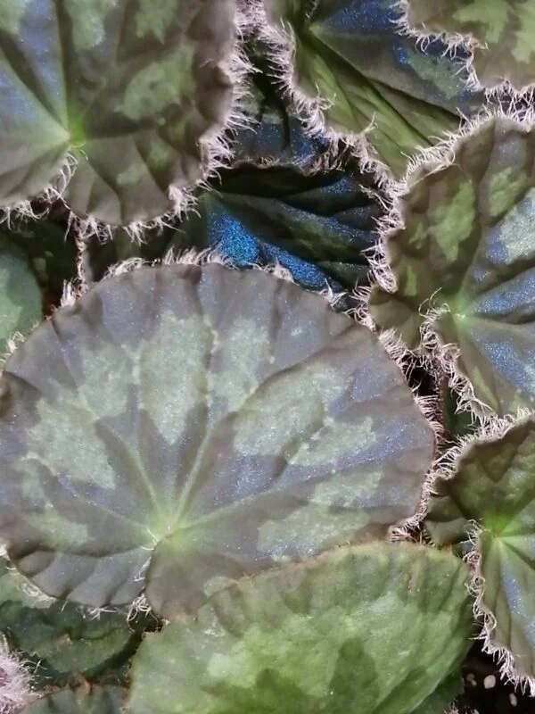 Begonia mashanica, Begonia jinxiensis var. mashanica, foto 2