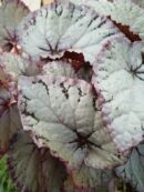 Begonia Beleaf Hawaiian