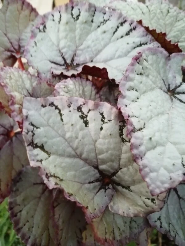 Begonia Beleaf Hawaiian, pianta da interno