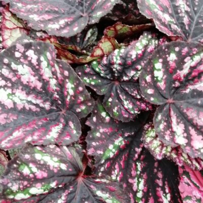Begonia Beleaf Rainbow falls