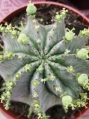 Euphorbia horrida Alba