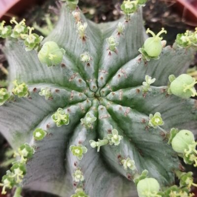 Euphorbia horrida Alba
