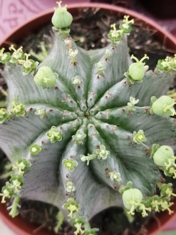 Euphorbia horrida Alba, pianta da interno