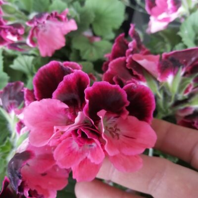 Pelargonium Regal Don Maxima