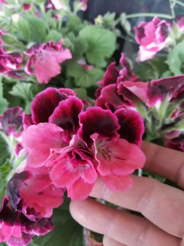 Pelargonium Regal Don Maxima, pianta da esterno