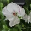 Pelargonium Regal Don Blanco, pianta da esterno