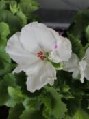 Pelargonium Regal Don Blanco