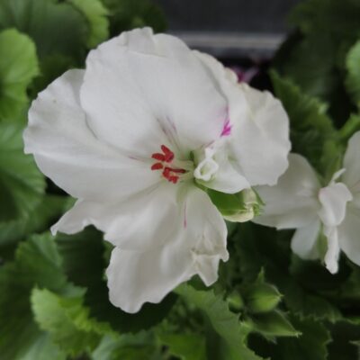 Pelargonium Regal Don Blanco