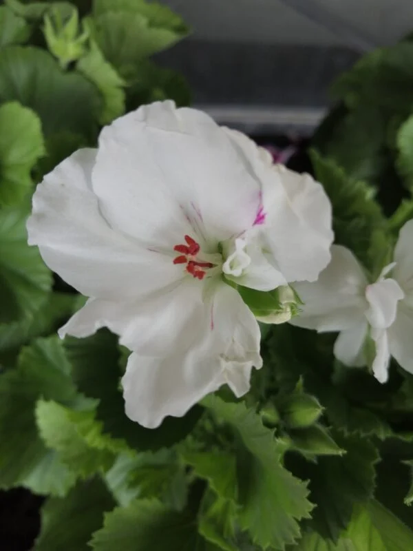 Pelargonium Regal Don Blanco, pianta da esterno