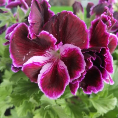 Pelargonium Regal Don Bastino
