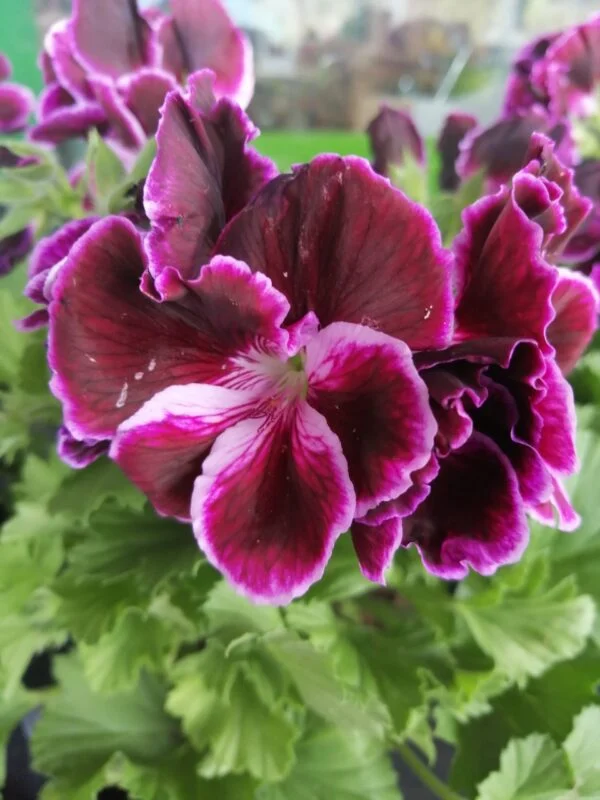 Pelargonium Regal Don Bastino, pianta da esterno