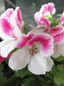 Pelargonium Regal Don Donatello