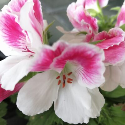 Pelargonium Regal Don Donatello