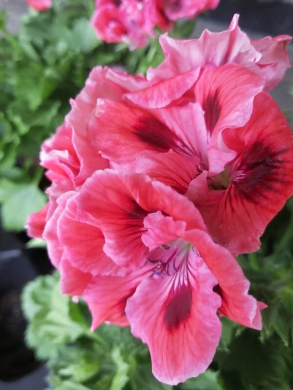 Pelargonium Regal Don Maxima, foto 5