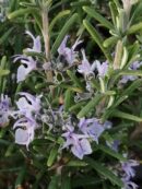 Rosmarinus officinalis