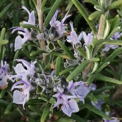 Rosmarinus officinalis