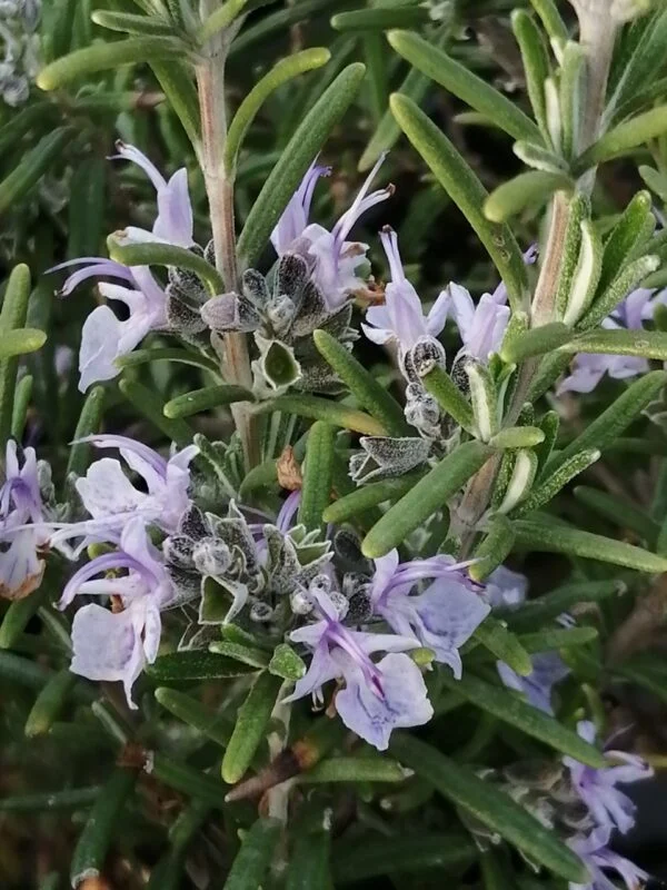Rosmarinus officinalis Prostratus, pianta da esterno