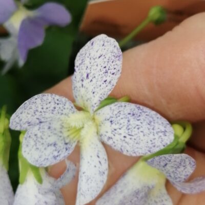 Viola sororia Freckles
