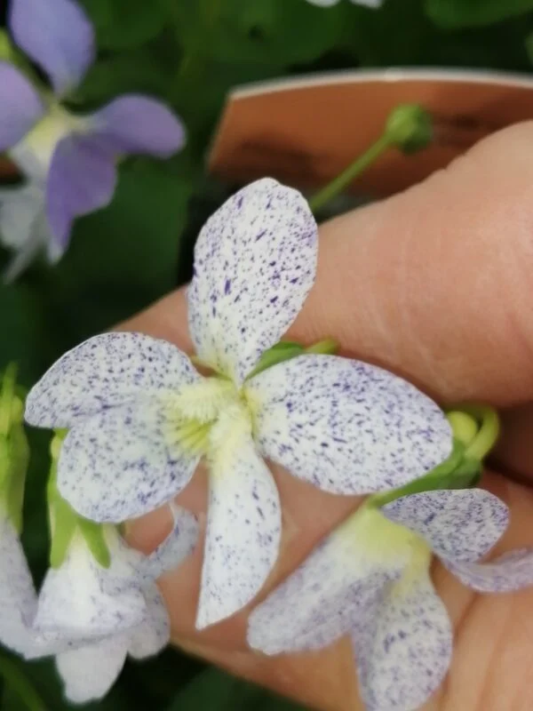 Viola sororia Freckles, pianta da esterno
