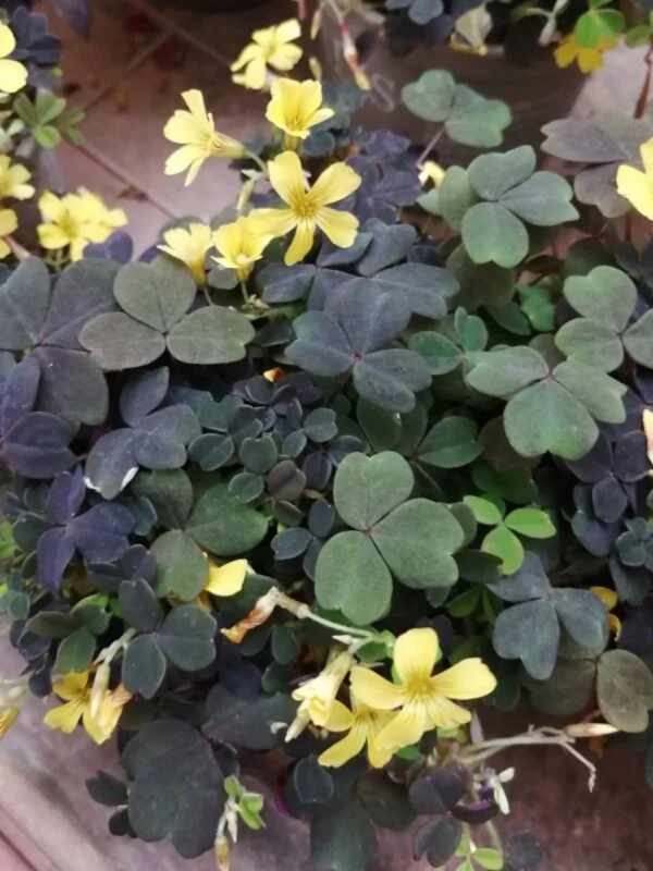 Trifolium repens Dark Debbie, foto 5