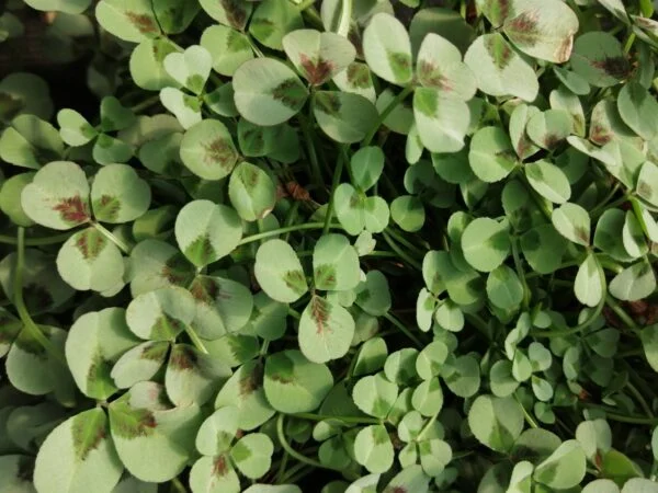 Trifolium repens Dark Debbie, foto 6