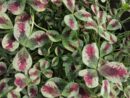 Trifolium repens Dragon's Blood