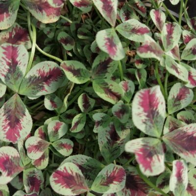 Trifolium repens Dragon's Blood