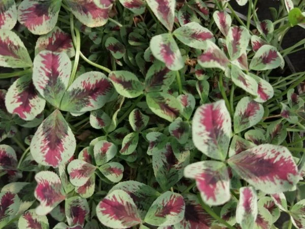 Trifolium repens Dragon’s Blood, pianta da interno