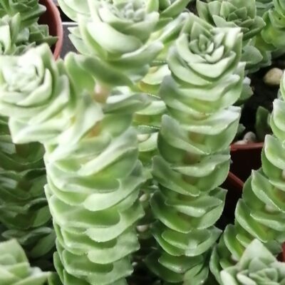 Crassula Green Pagoda