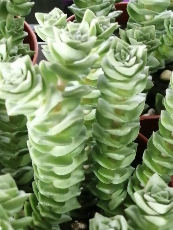 Crassula Green Pagoda, pianta da interno