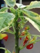 Impatiens niamniamensis variegata