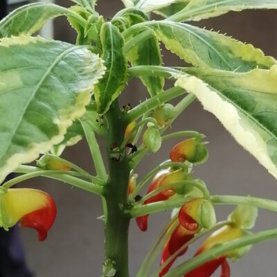 Impatiens niamniamensis variegata