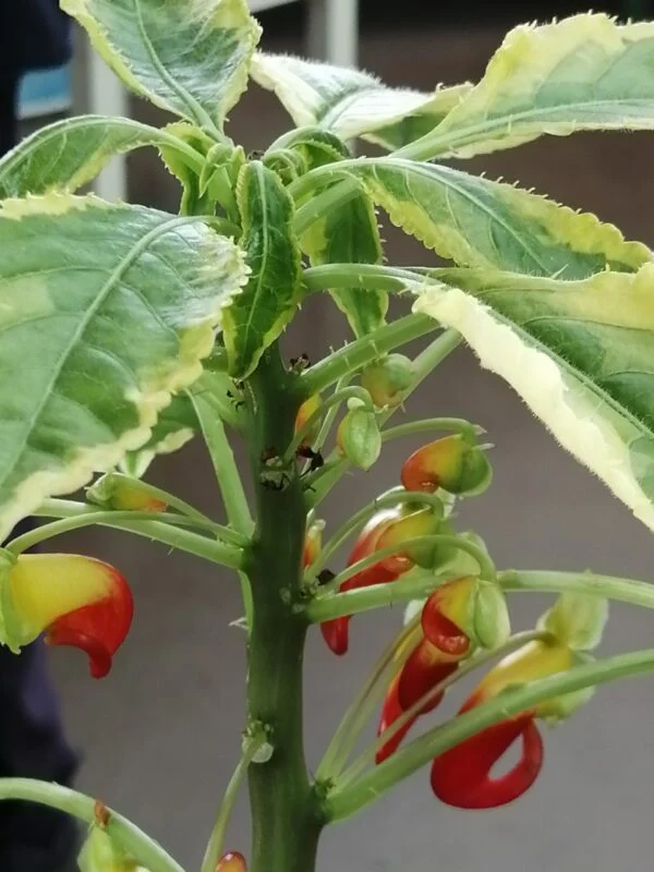 Impatiens niamniamensis variegata, pianta da interno