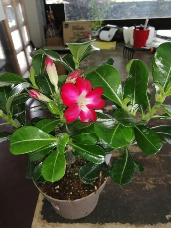 Adenium obesum, foto 2