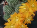Rebutia fievrigii