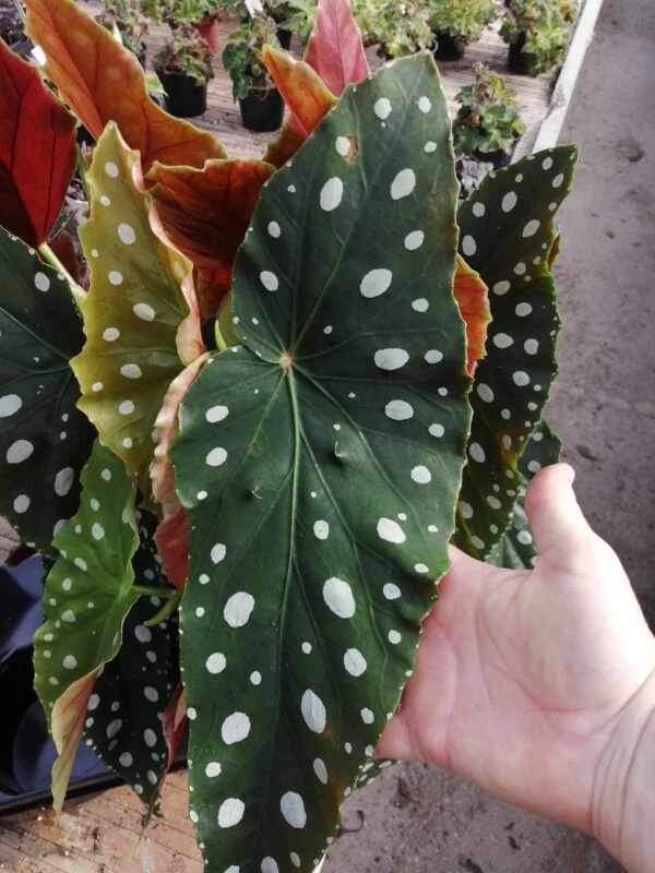 Hoya lacunosa Splash, foto 7
