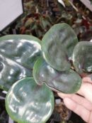 Geogenanthus ciliatus Midnight Pearl