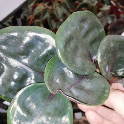 Geogenanthus ciliatus Midnight Pearl