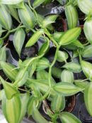 Vanilla planifolia Orchidea Vaniglia