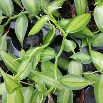 Vanilla planifolia Orchidea Vaniglia