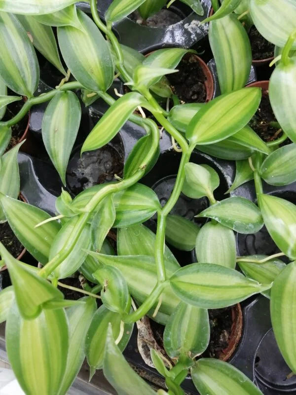Vanilla planifolia Orchidea Vaniglia, pianta da interno