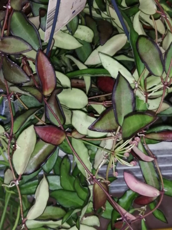 Hoya Rosita, foto 8