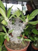 Pachypodium densiflorum