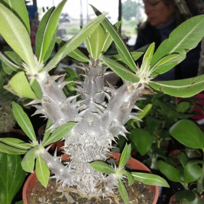 Pachypodium densiflorum