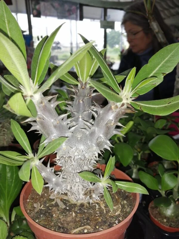 Pachypodium densiflorum, pianta da interno